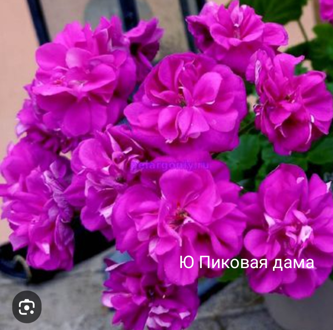 Пеларгонии