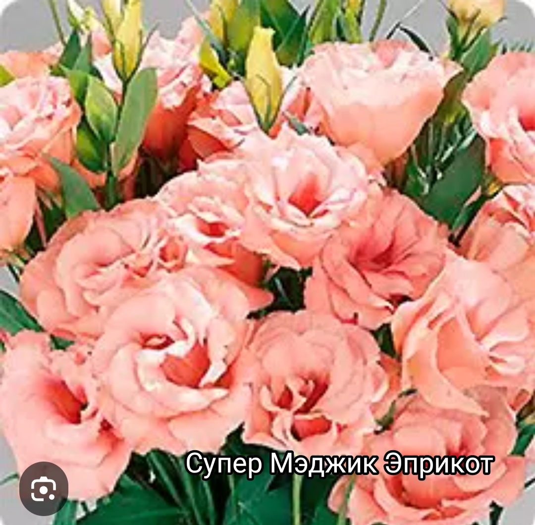 Эустома