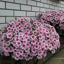 Опера Суприм Распберри Айс (5 шт)