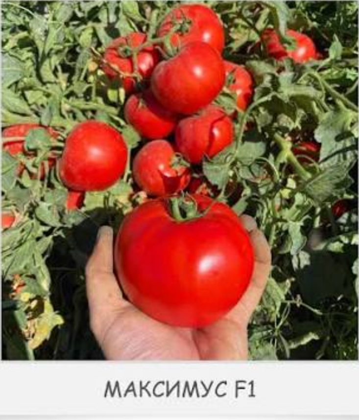 Максимус F 1 ( Maximus F1) ( 10 шт)