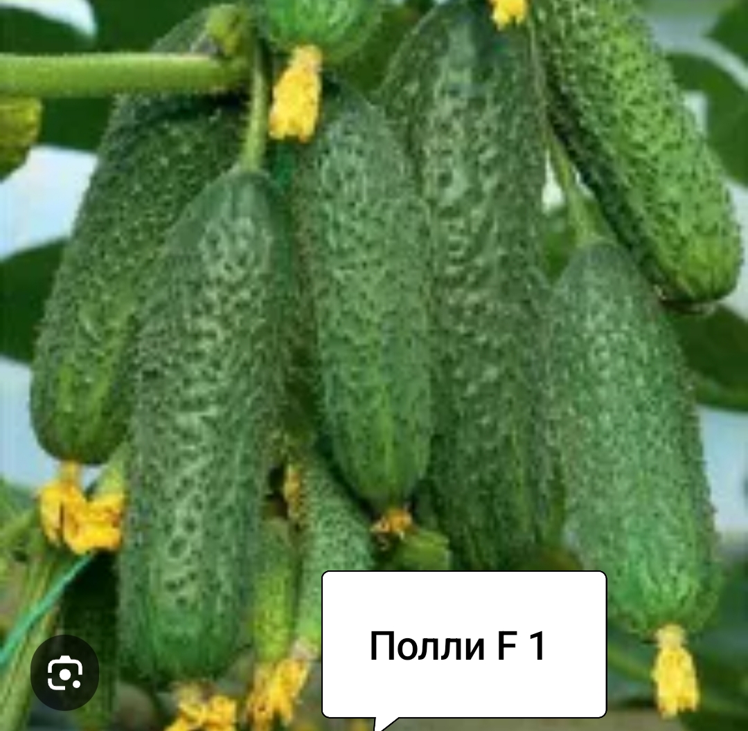 Полли F 1 (10 шт)