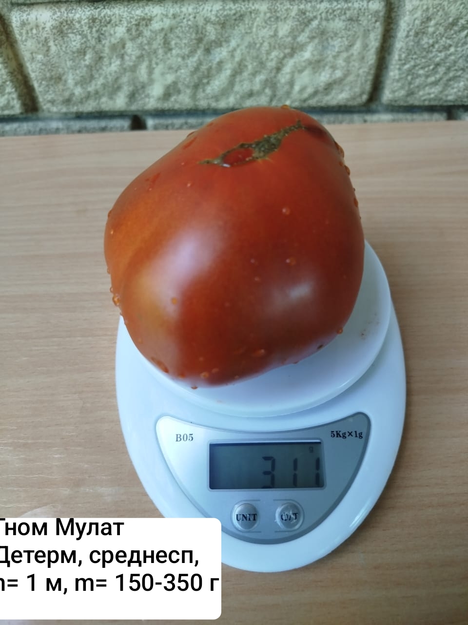 Семена коллекционных томатов Гном Мулат