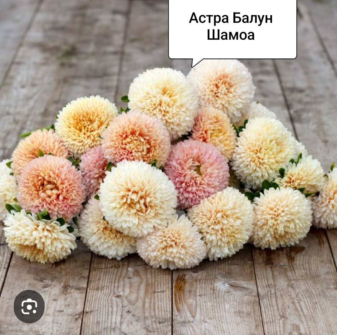 Семена Астра Балун Шамоа ( 20 шт)