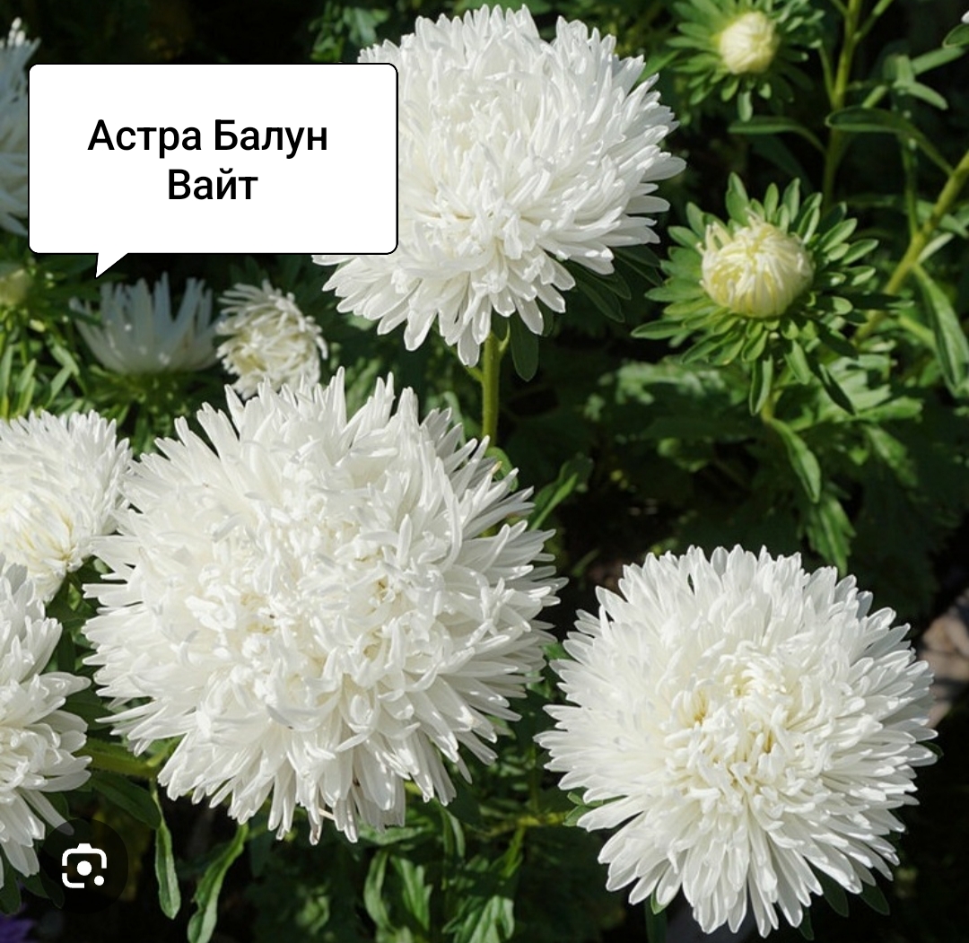 Семена Астра Балун Вайт (20 шт)
