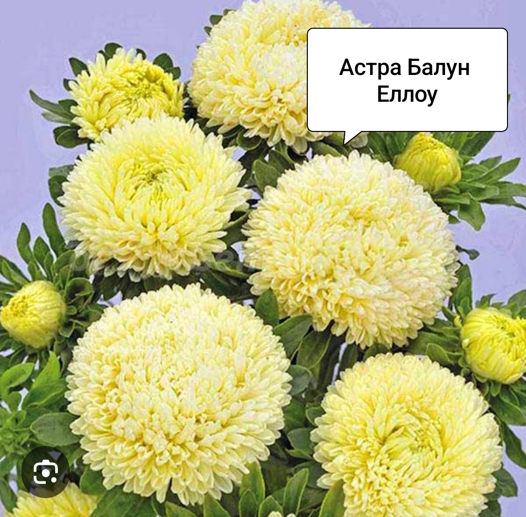Семена Астра Балун Еллоу (20 шт)