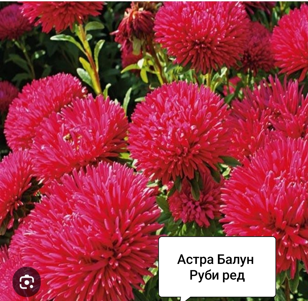 Семена Астра Балун Руби Ред (20 шт)