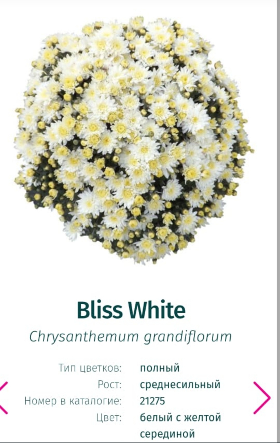 Подрощенный куст хризантема-мультифлора Bliss White
