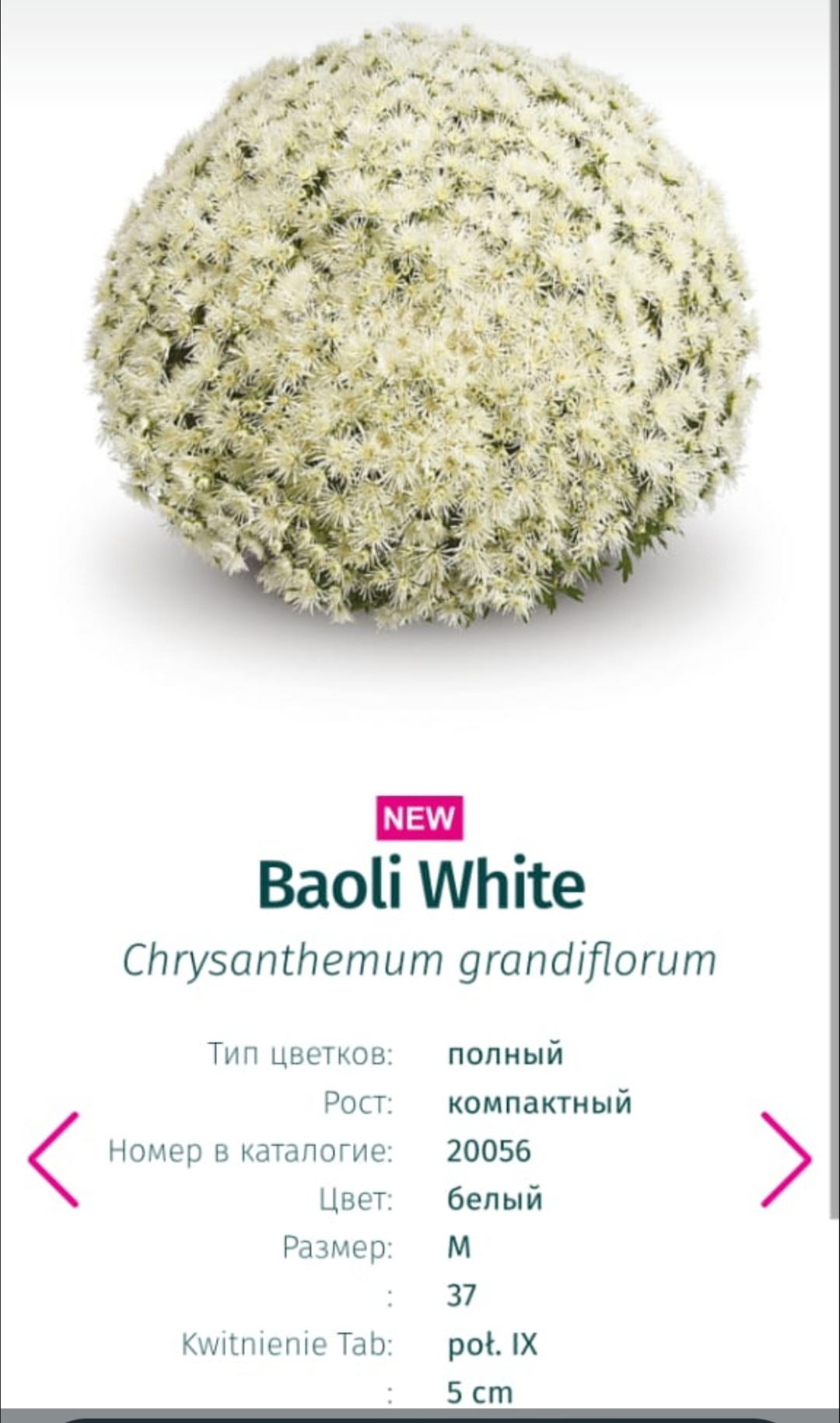 Подрощенный куст хризантема-мультифлора  Baoli white