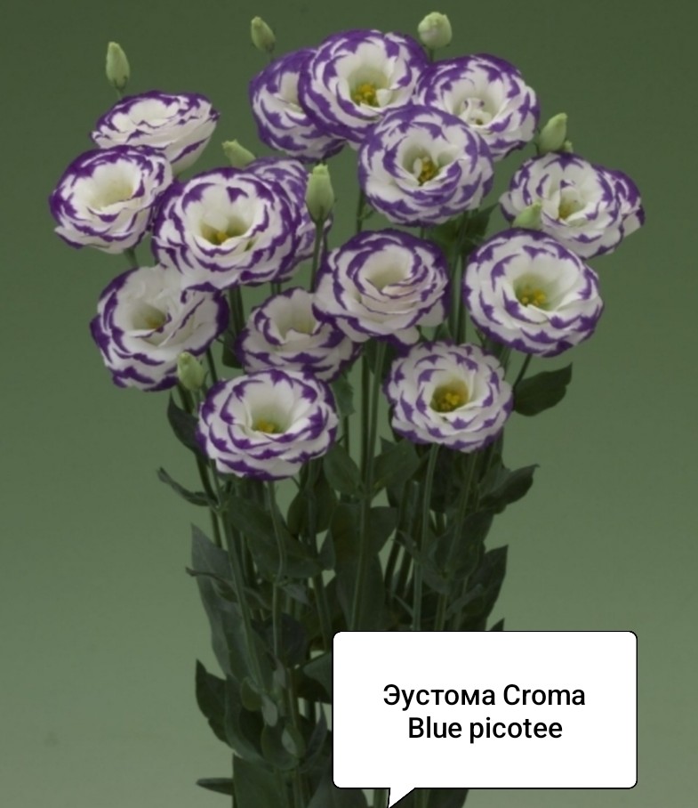 Крома Блю Пикоти ( 5 шт)