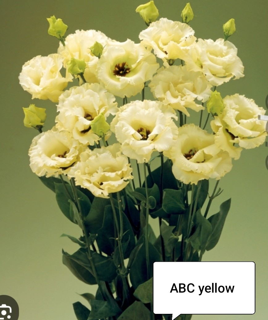 АБС Еллоу (5 шт)